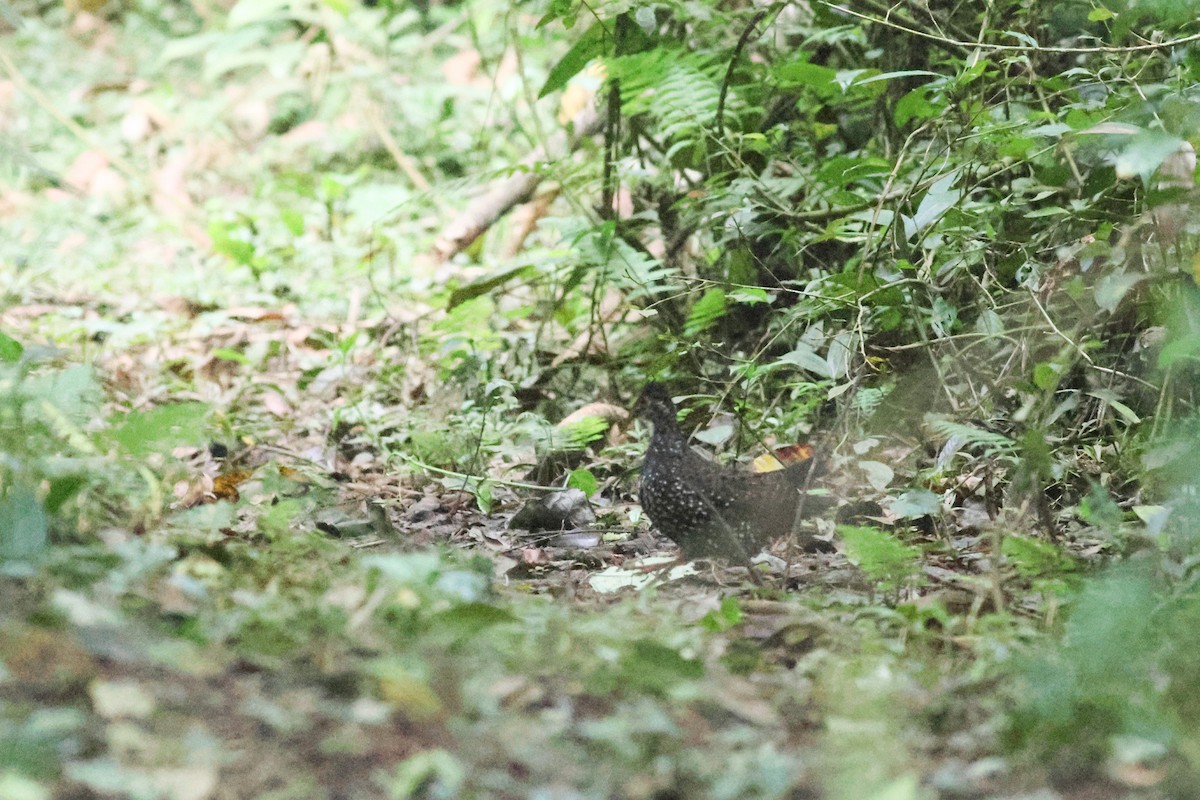Nahan's Partridge - ML631342255
