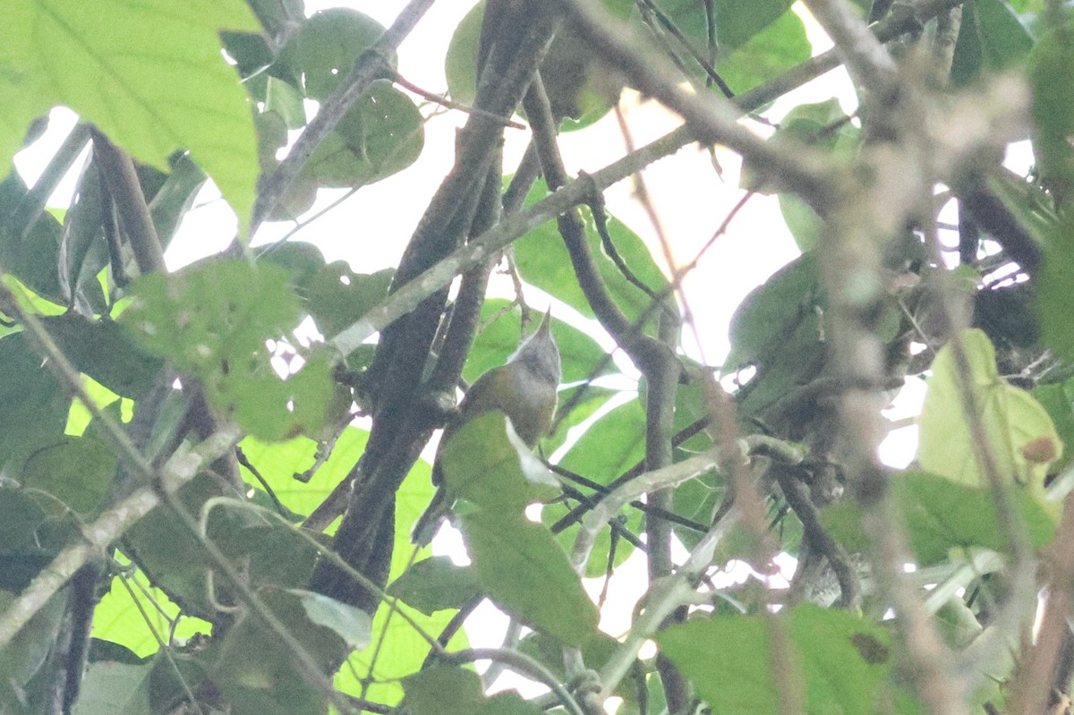 Yellow Longbill - ML631342279