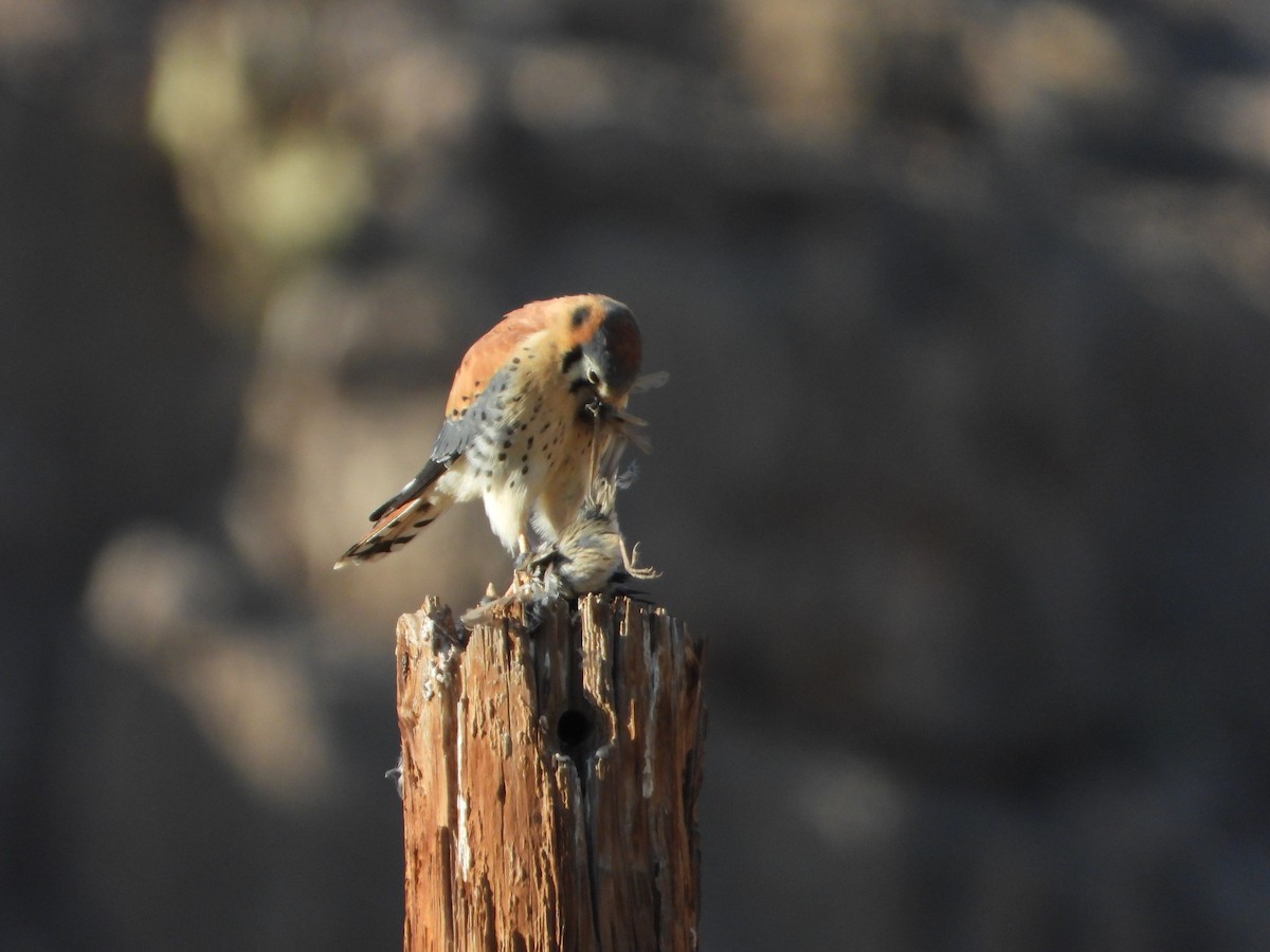 American Kestrel - ML631342331