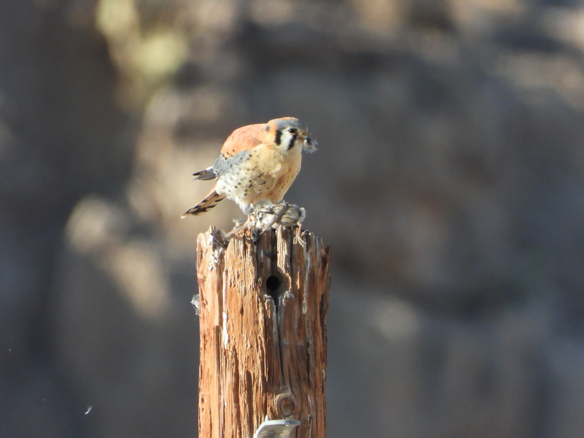 American Kestrel - ML631342333