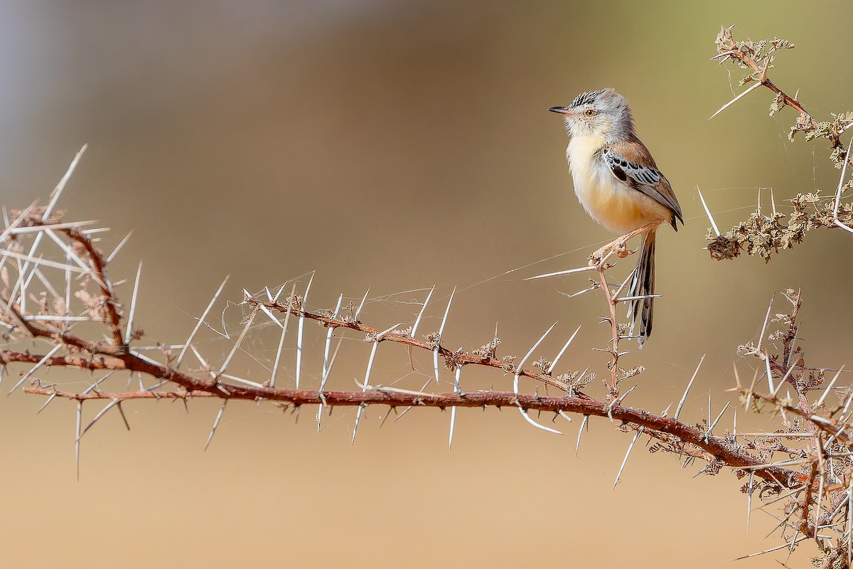 Cricket Longtail - Joachim Bertrands | Ornis Birding Expeditions