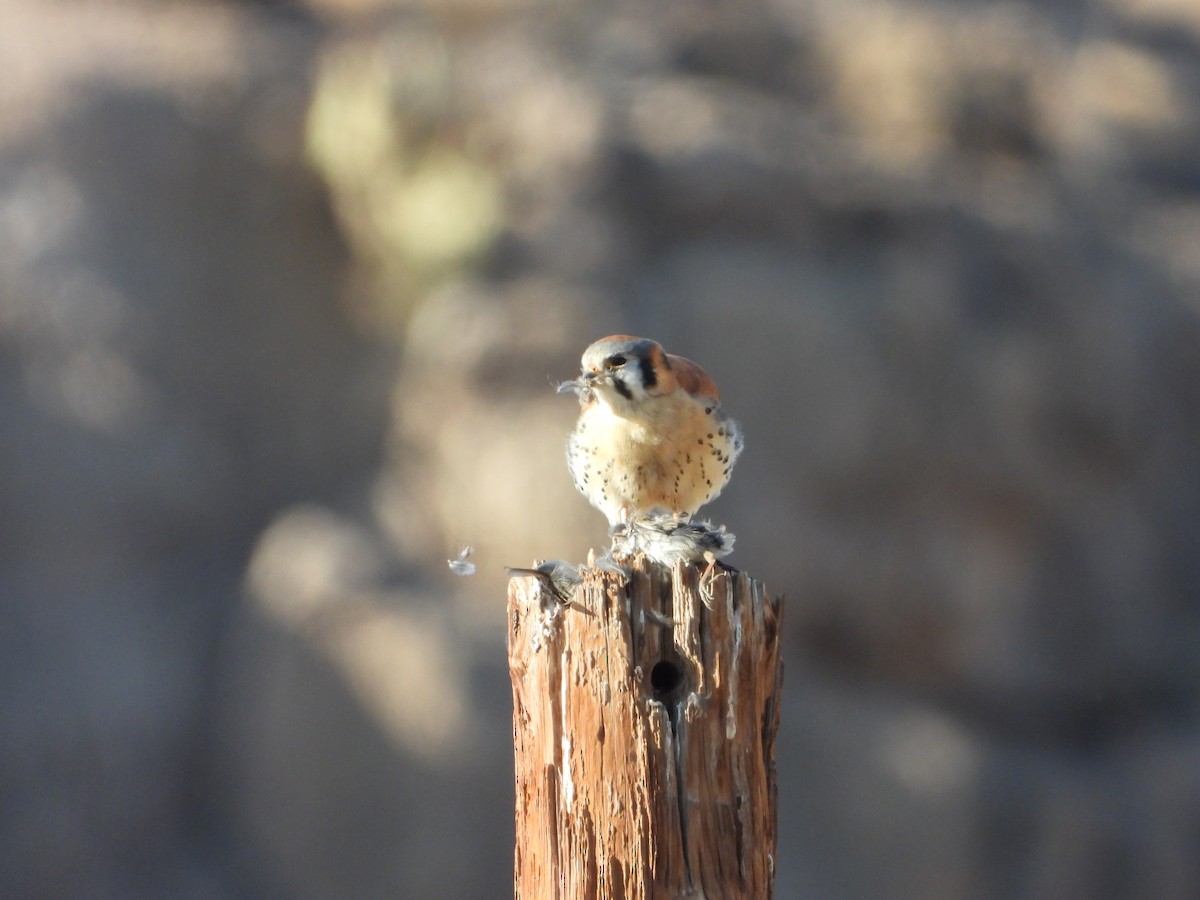 American Kestrel - ML631342351