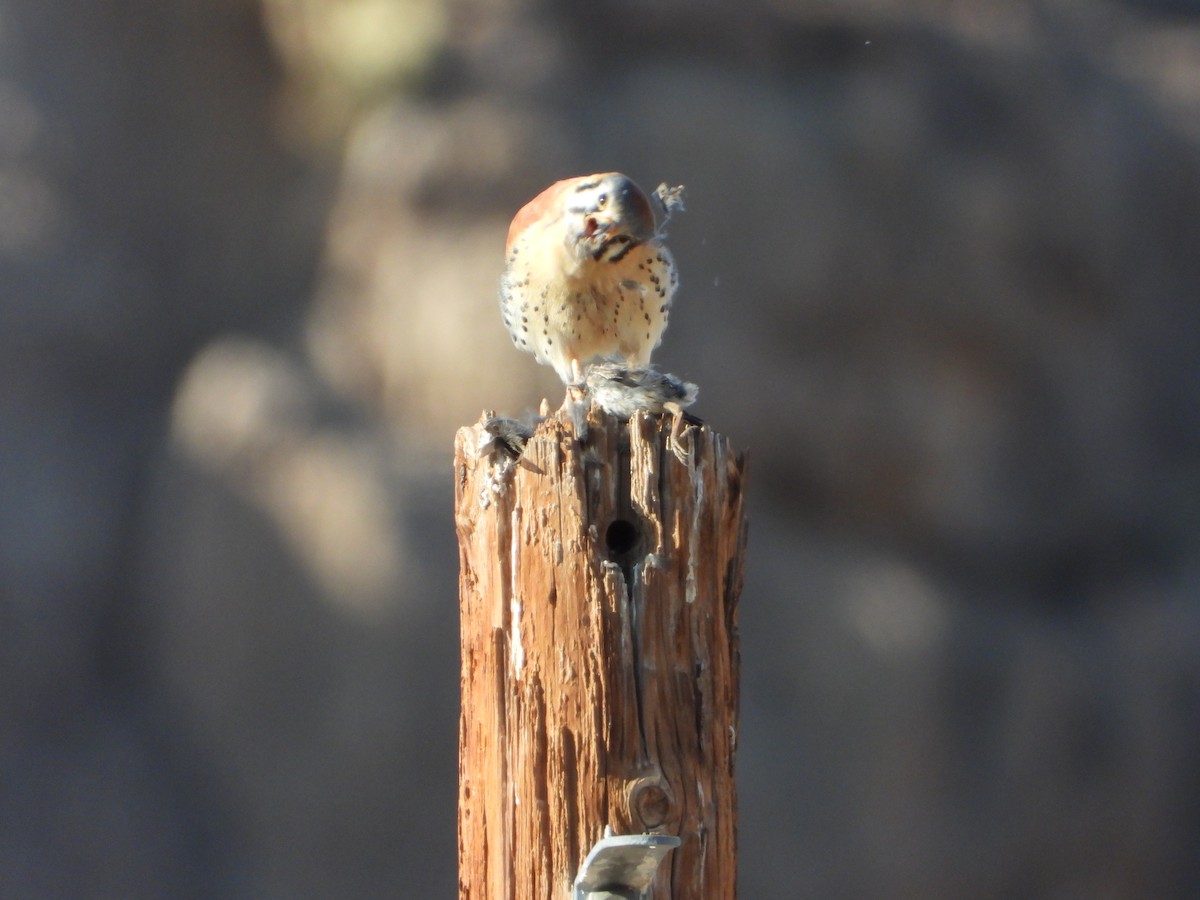 American Kestrel - ML631342352