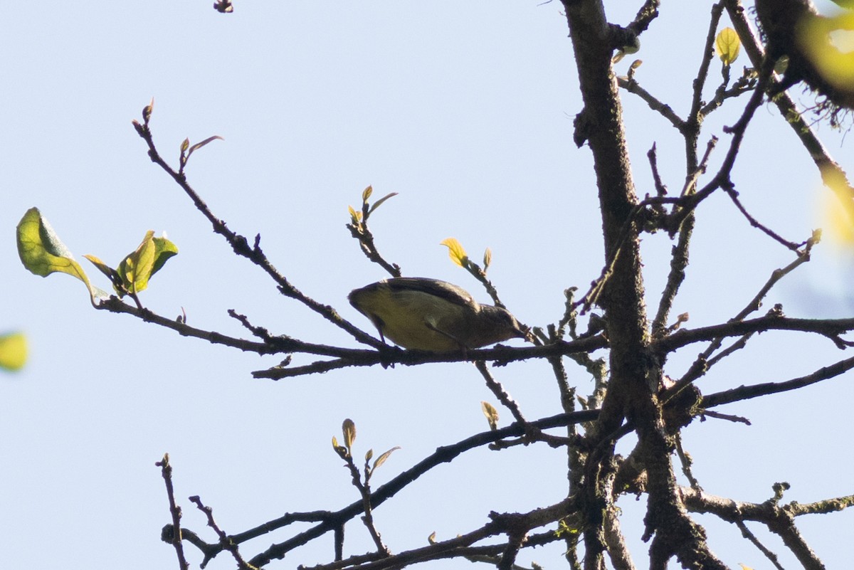 Lemon-bellied Crombec - ML631342406