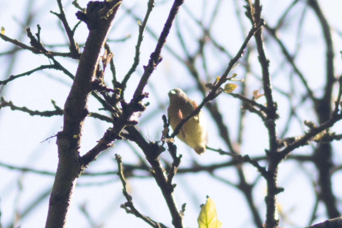 Lemon-bellied Crombec - ML631342408