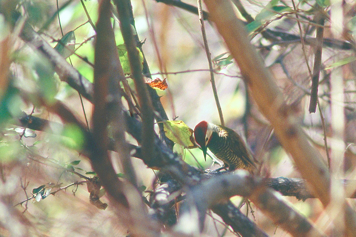Golden-olive Woodpecker - ML631342509