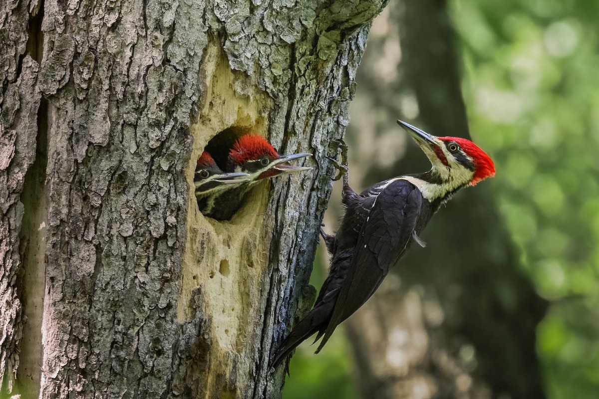 Pileated Woodpecker - Josiah Santiago
