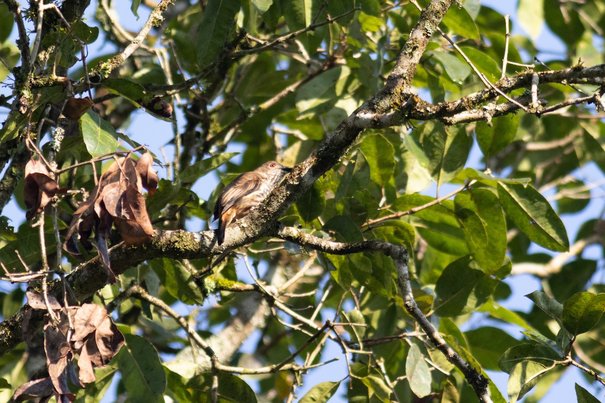 African Shrike-flycatcher - ML631343082