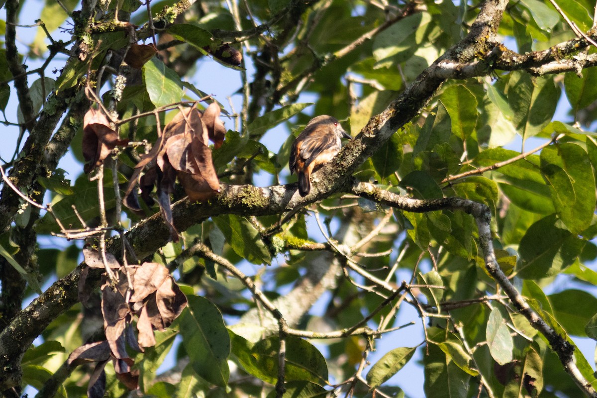 African Shrike-flycatcher - ML631343083