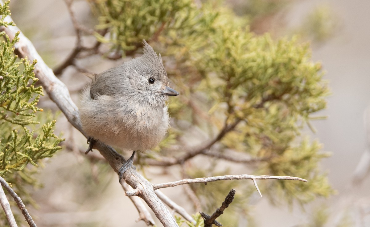 Juniper Titmouse - ML631343597
