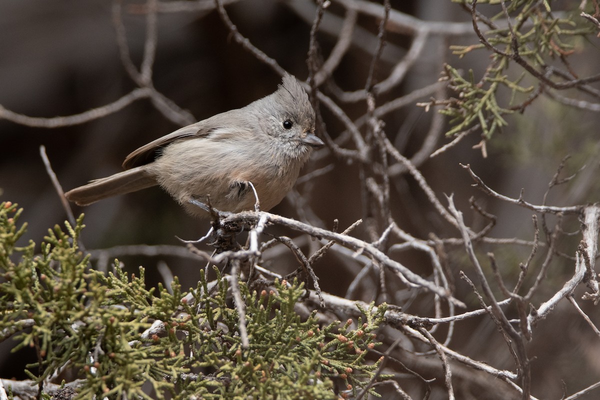 Juniper Titmouse - ML631343599