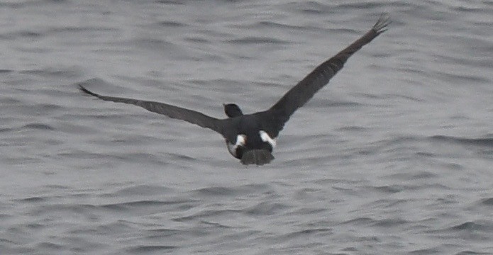 Pelagic Cormorant - ML63134361