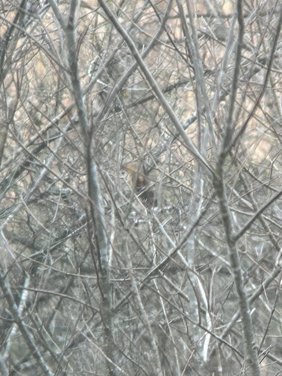 American Barn Owl - ML631343615