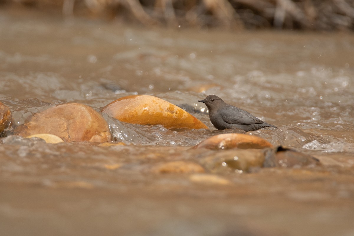 American Dipper - ML631343624