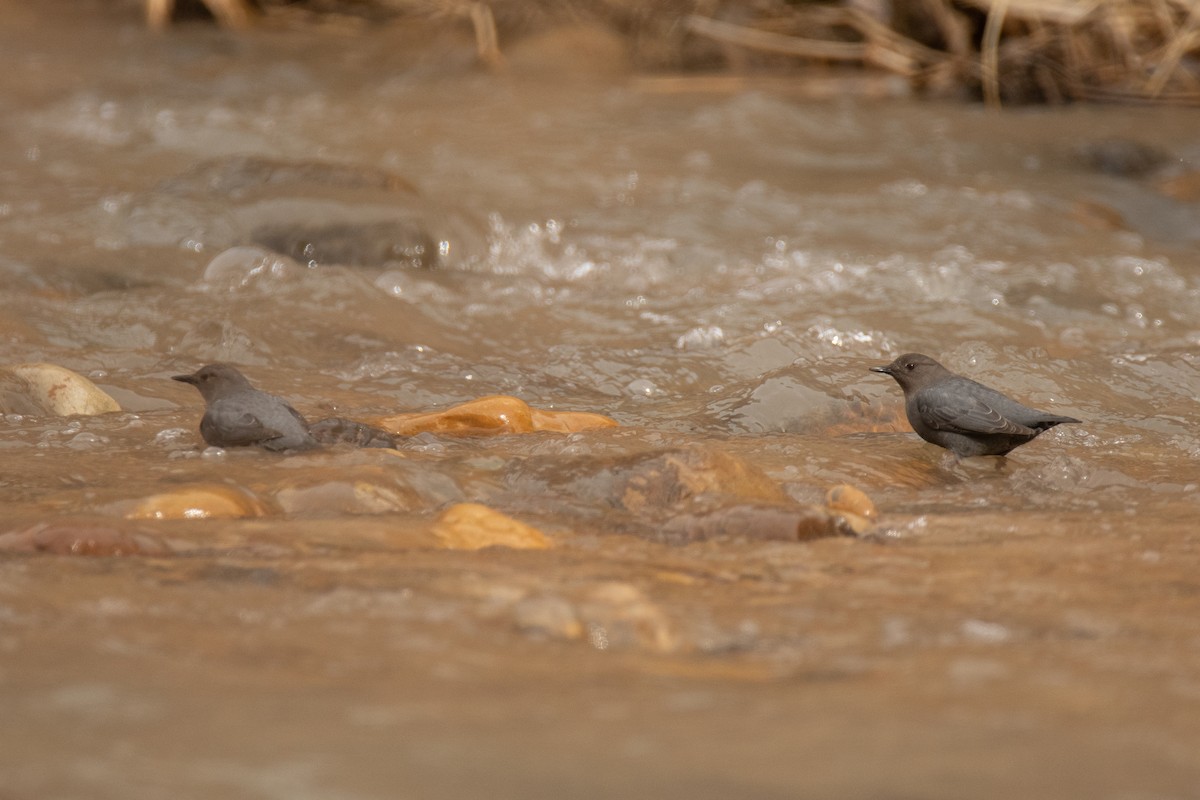 American Dipper - ML631343625