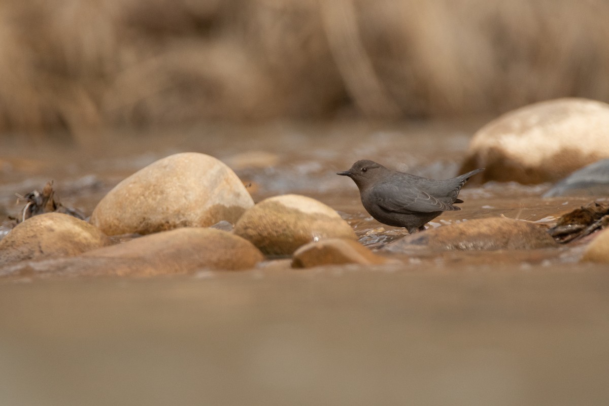 American Dipper - ML631343626