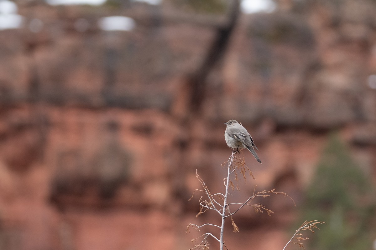 Townsend's Solitaire - ML631343628