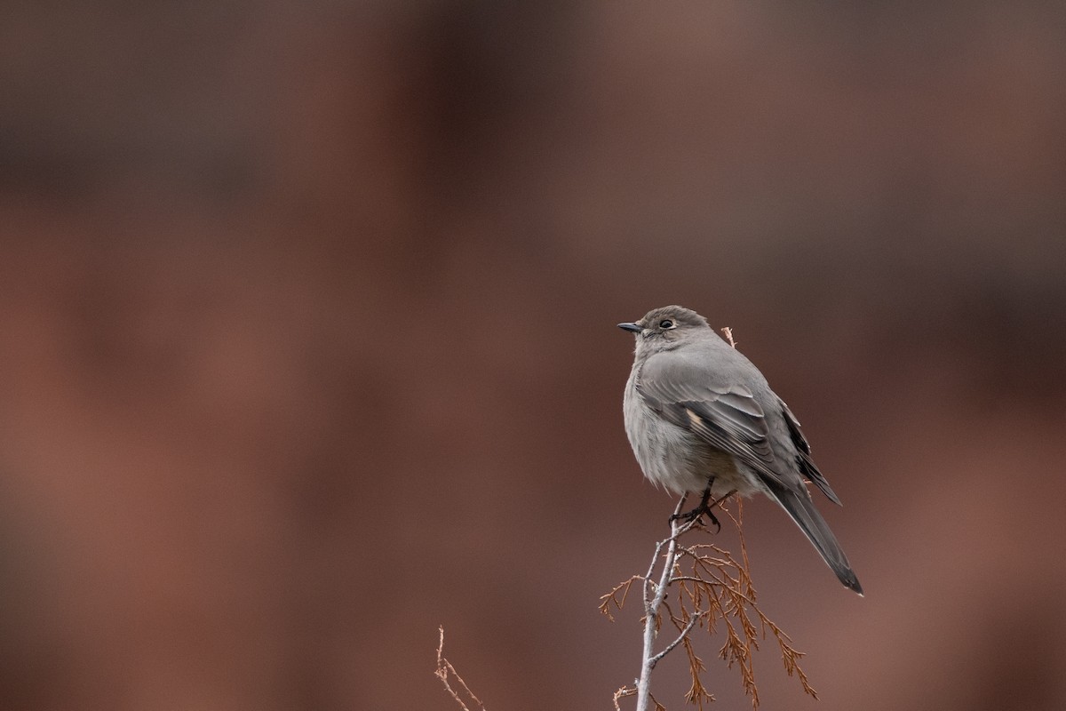 Townsend's Solitaire - ML631343634