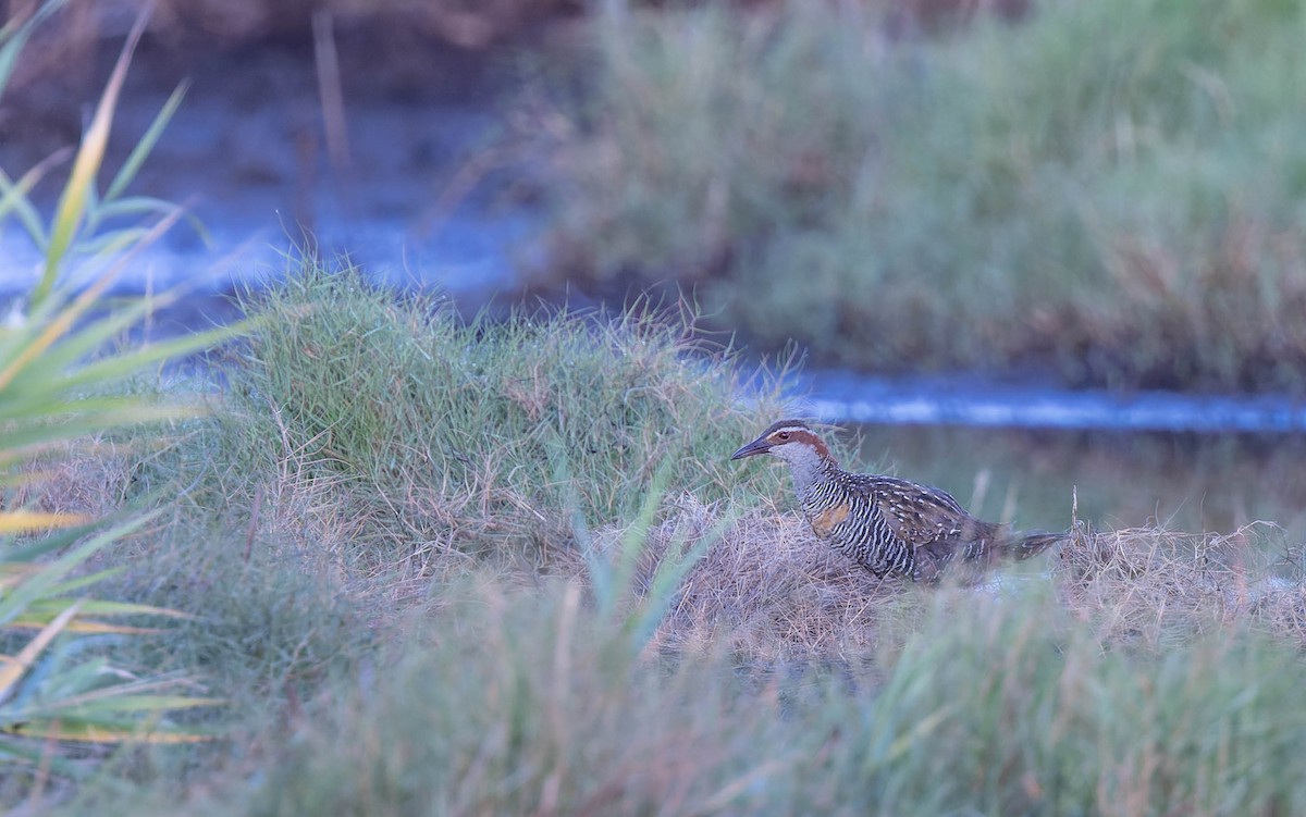Buff-banded Rail - ML631343639