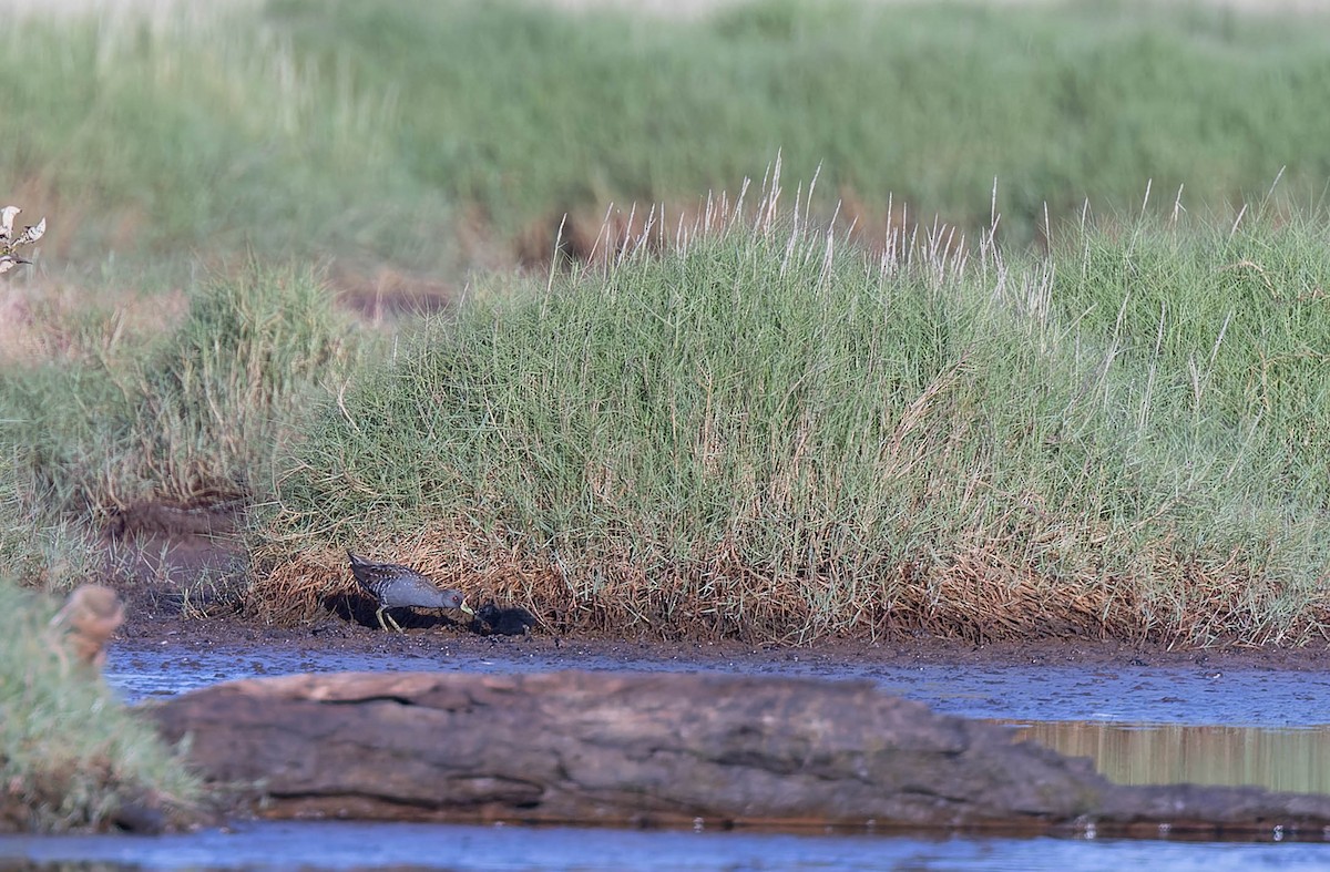 Australian Crake - ML631343660