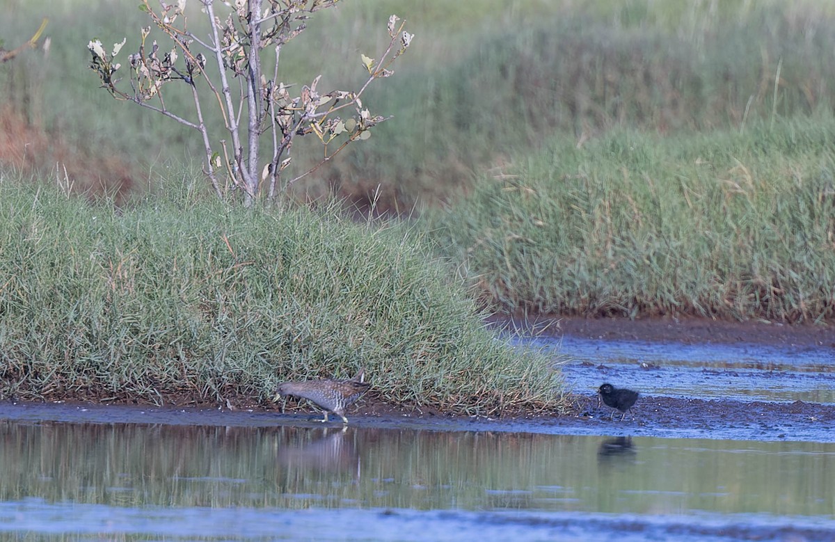 Australian Crake - ML631343661