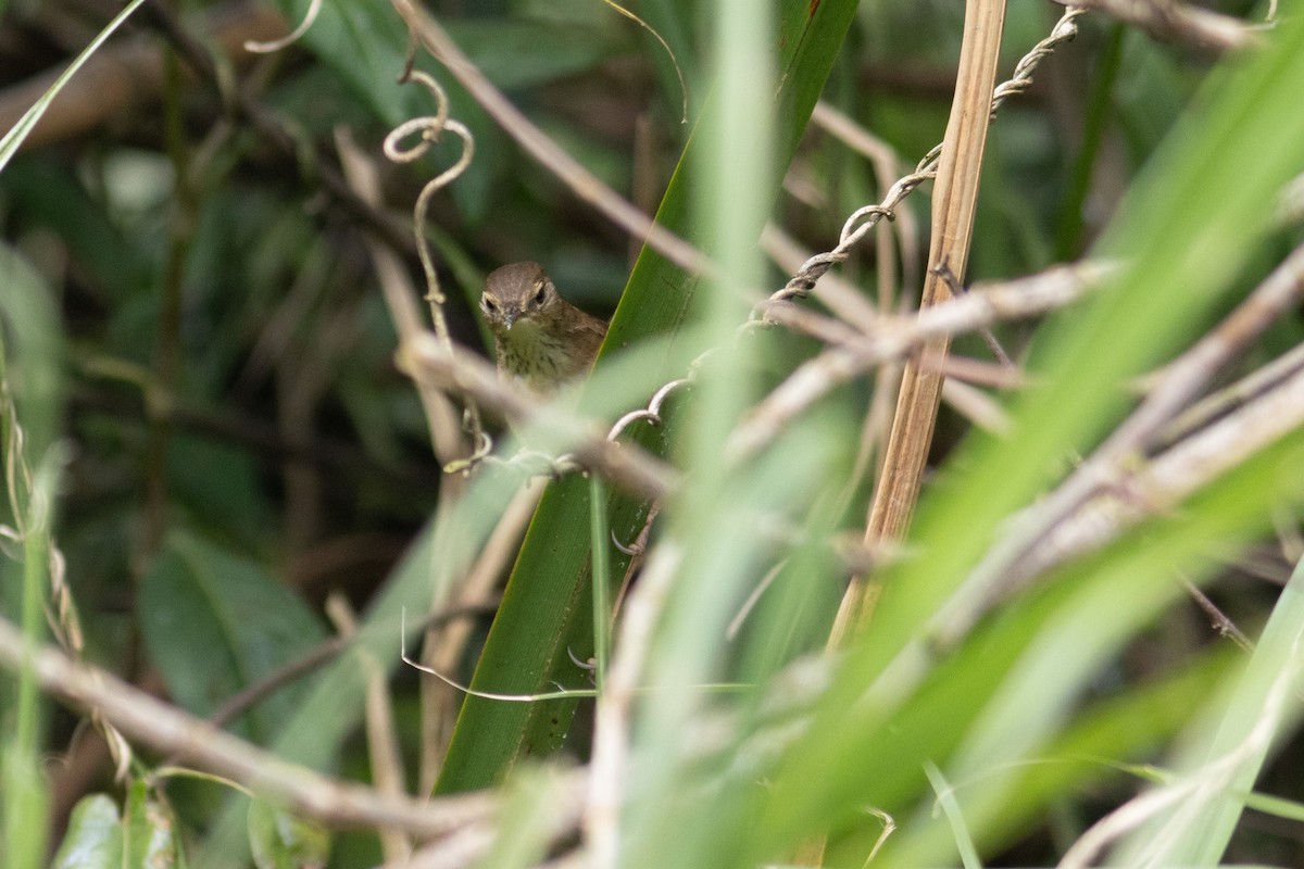Highland Rush Warbler - ML631343772