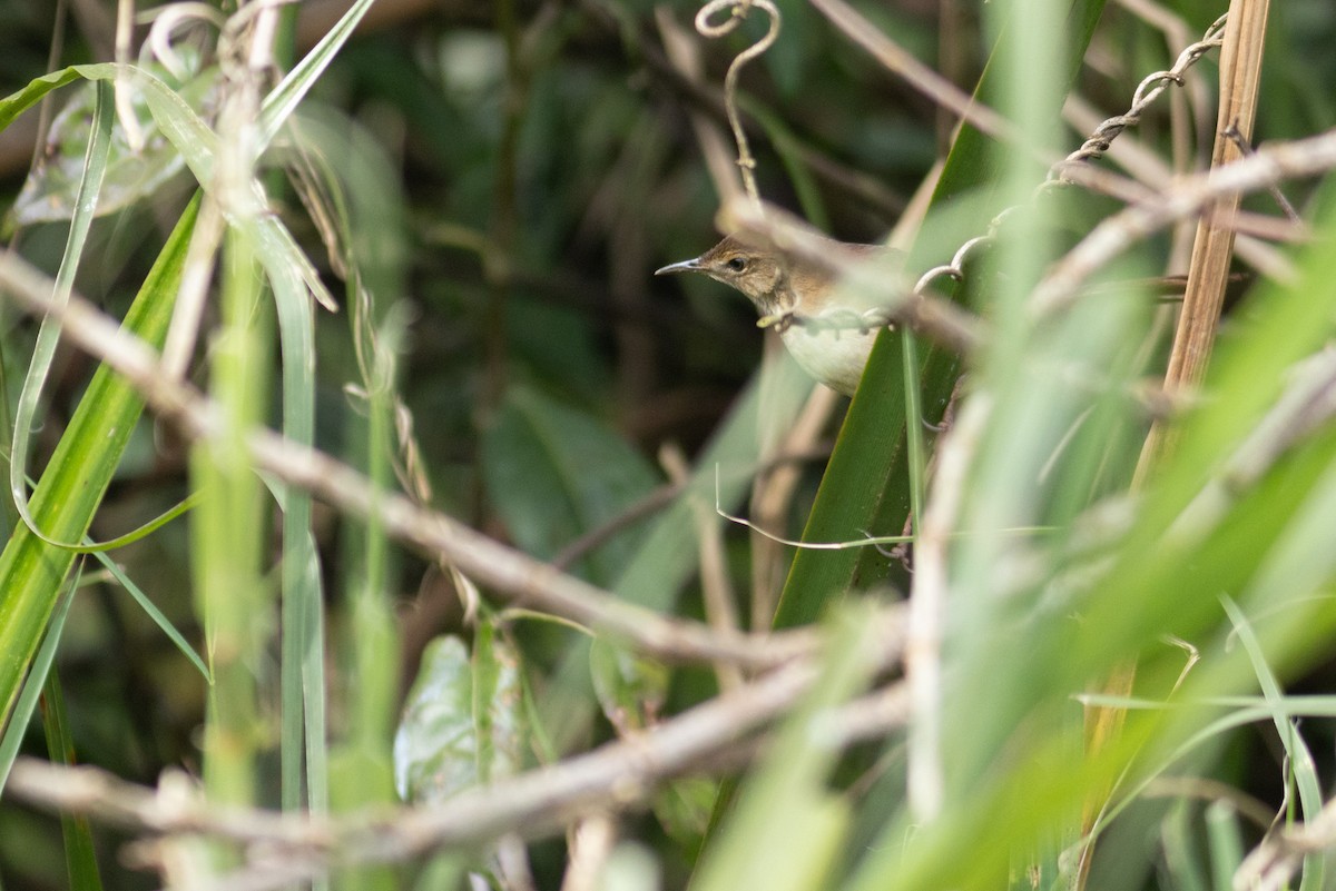 Highland Rush Warbler - ML631343773