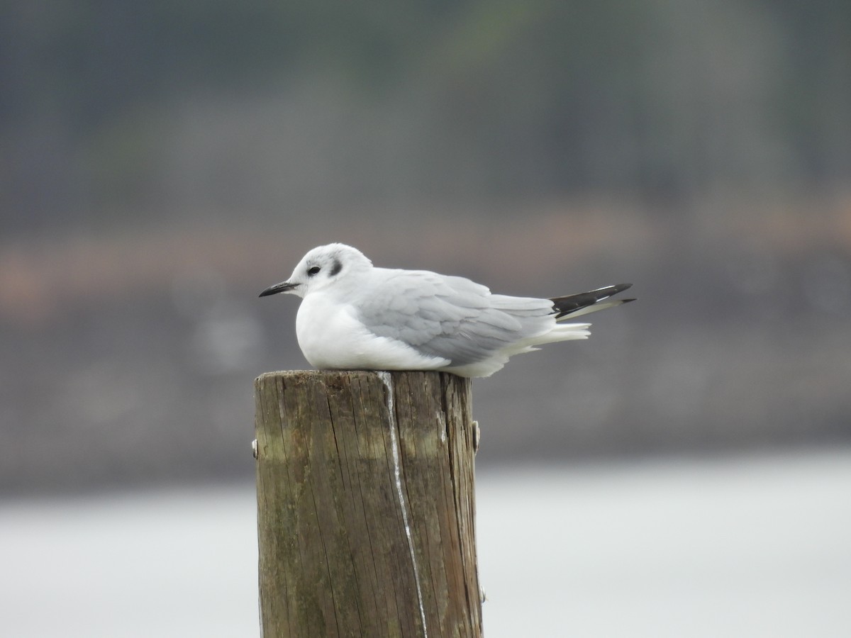 Bonaparte's Gull - ML631343994