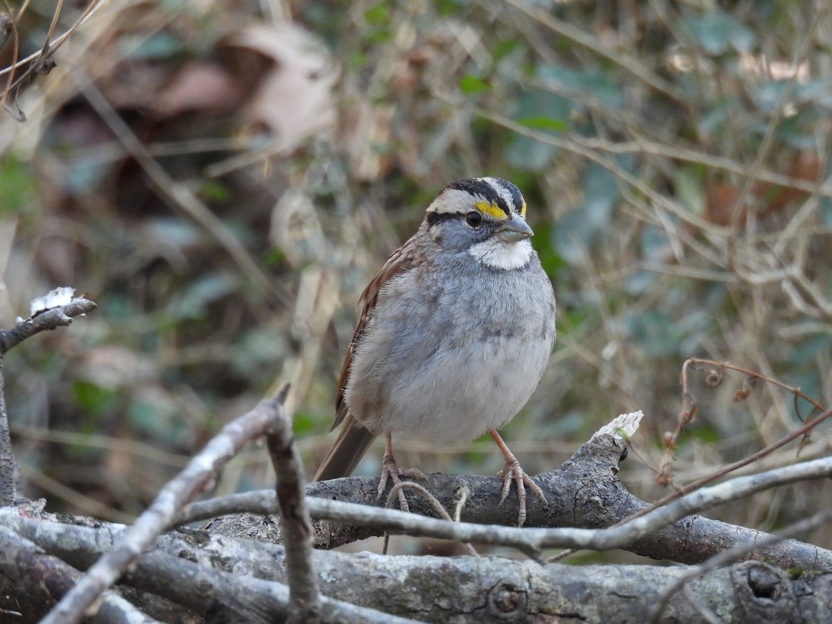 White-throated Sparrow - ML631344088