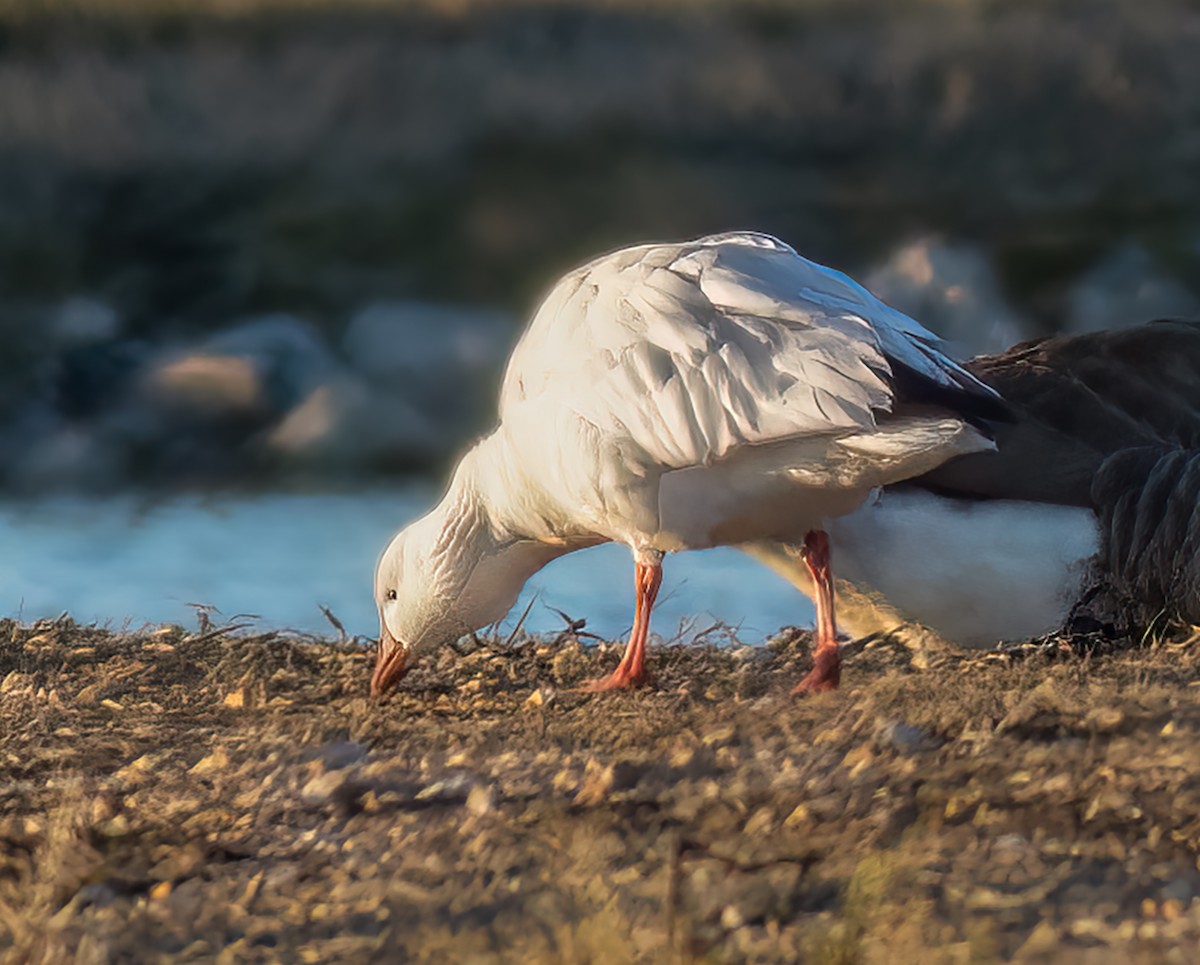 Ross's Goose - ML631344089