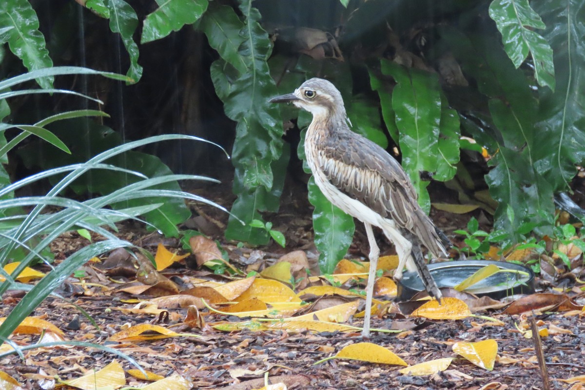 Bush Thick-knee - ML631344166