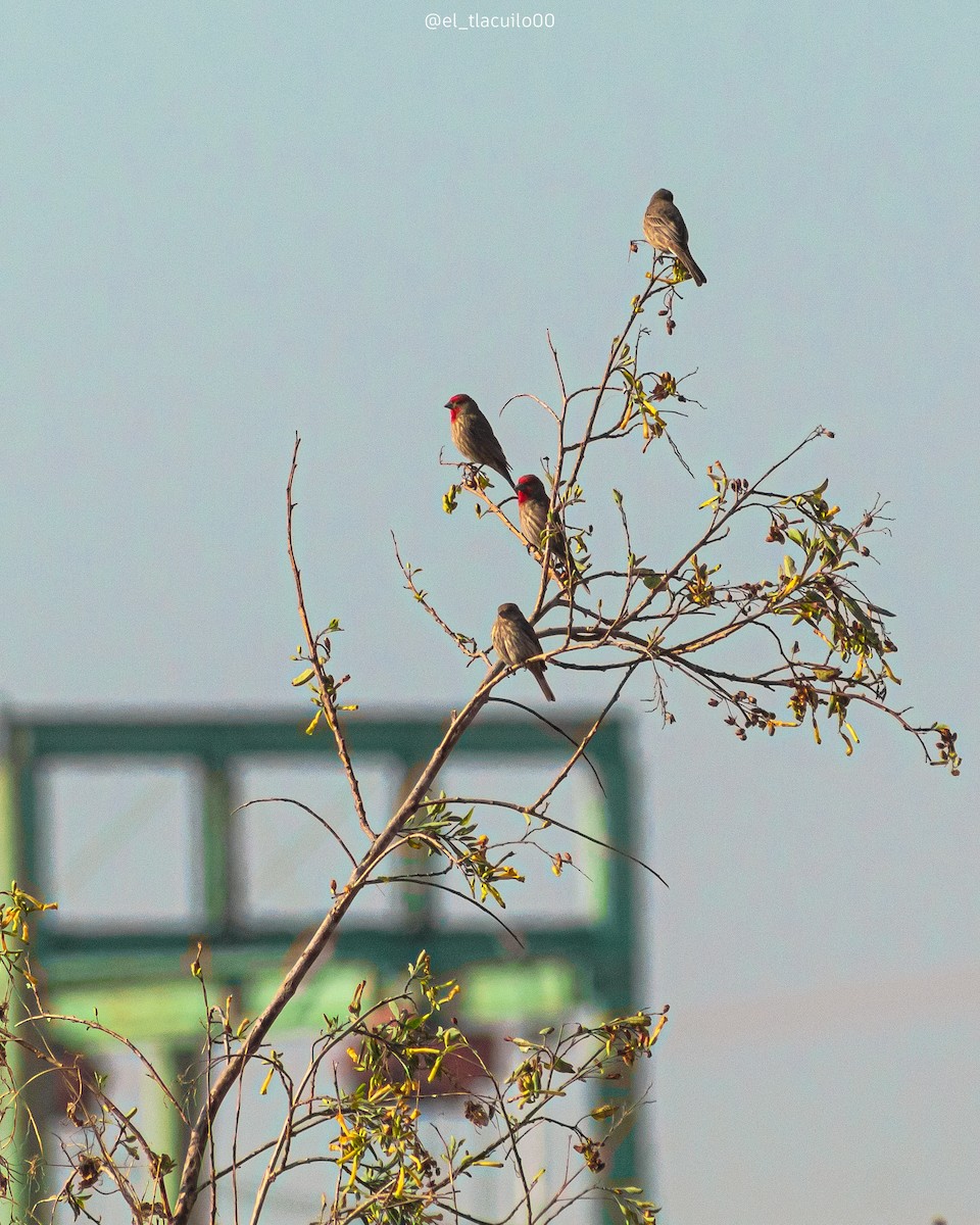 House Finch - ML631344483