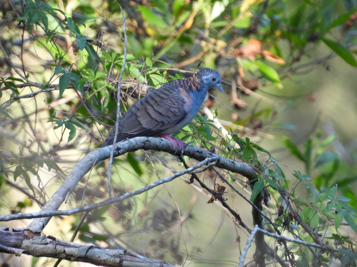 Bar-shouldered Dove - ML631344497