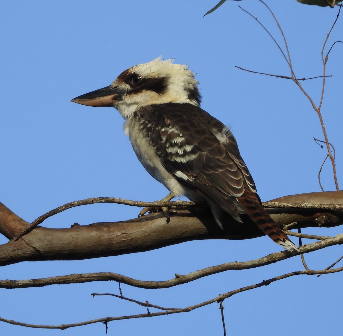 Laughing Kookaburra - ML631344508