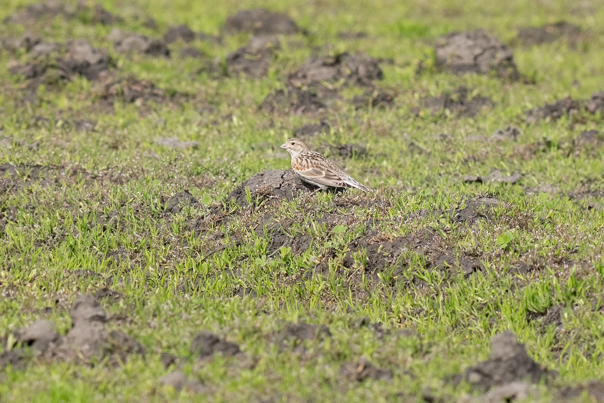 Thick-billed Longspur - ML631344509