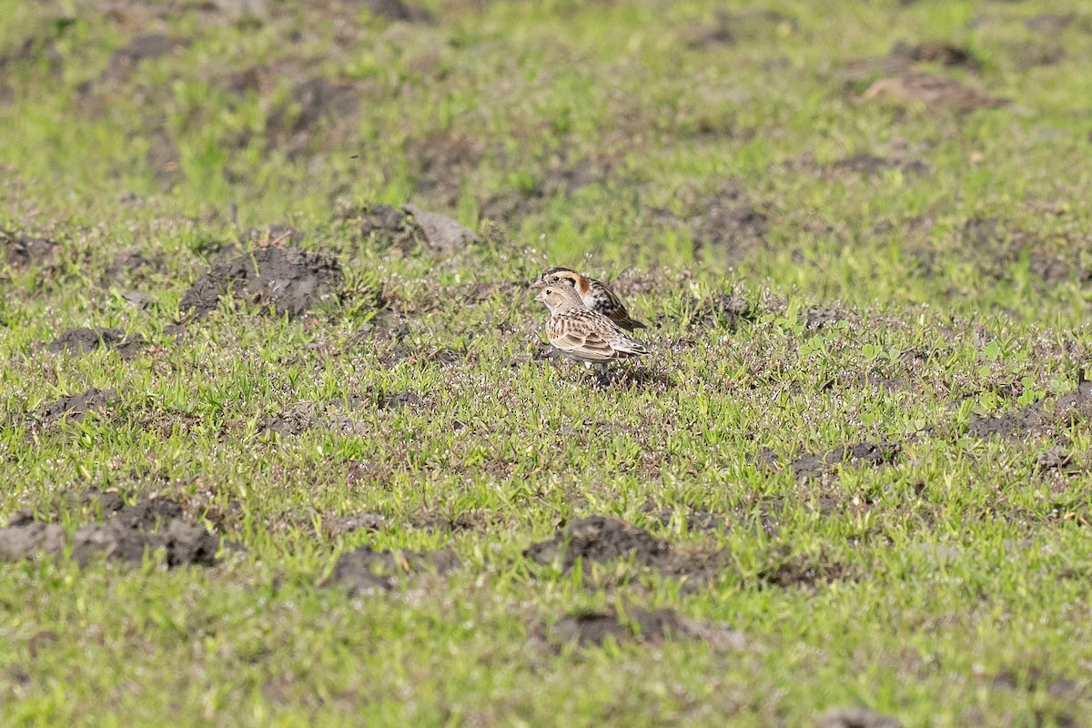 Thick-billed Longspur - ML631344522