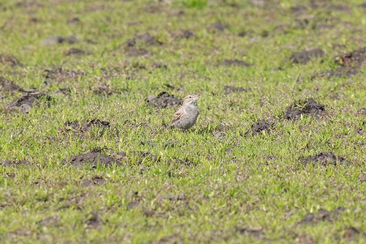 Thick-billed Longspur - ML631344524