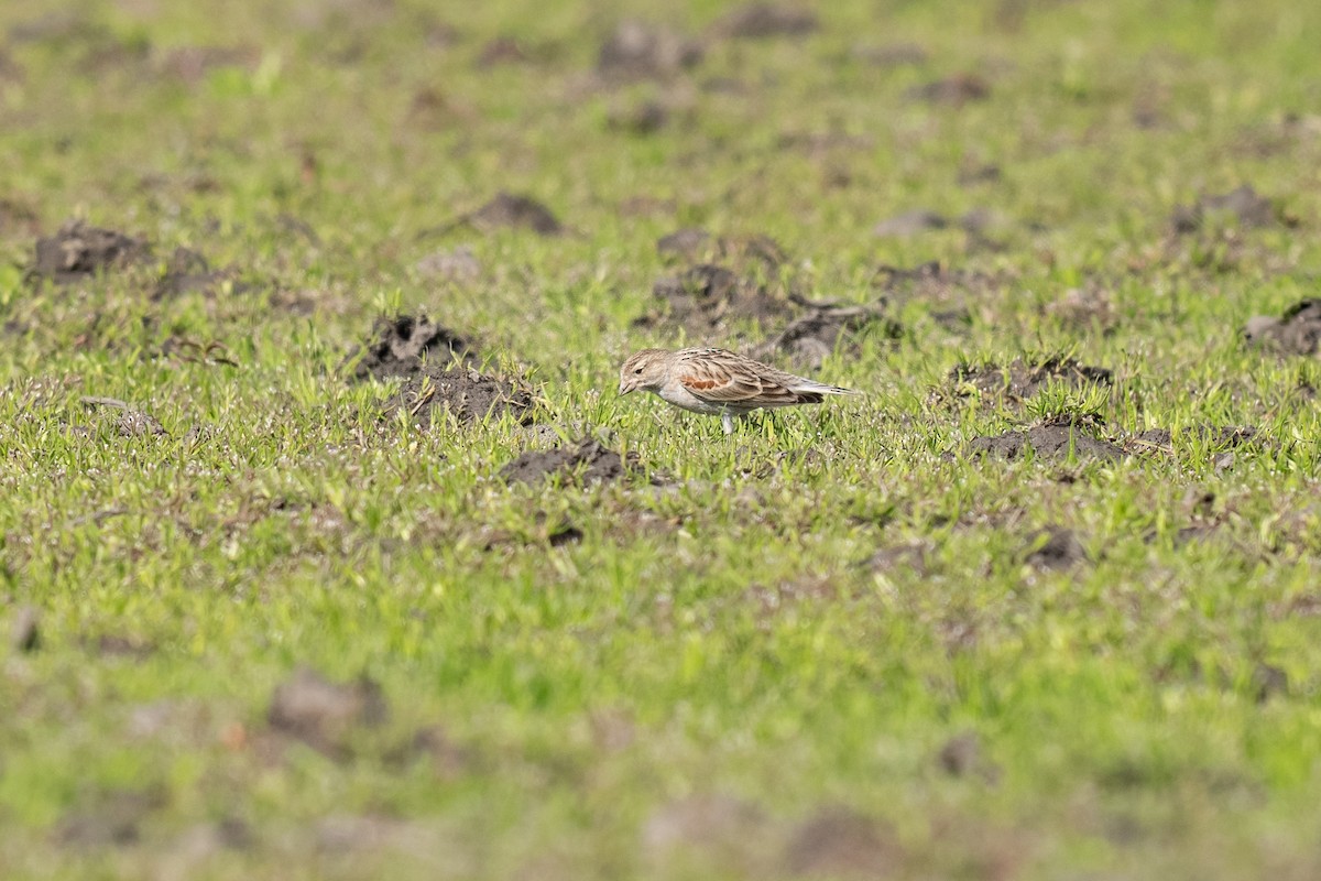 Thick-billed Longspur - ML631344530
