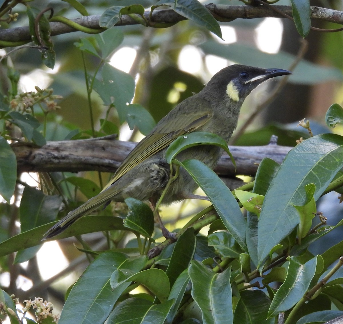 Lewin's Honeyeater - ML631344535