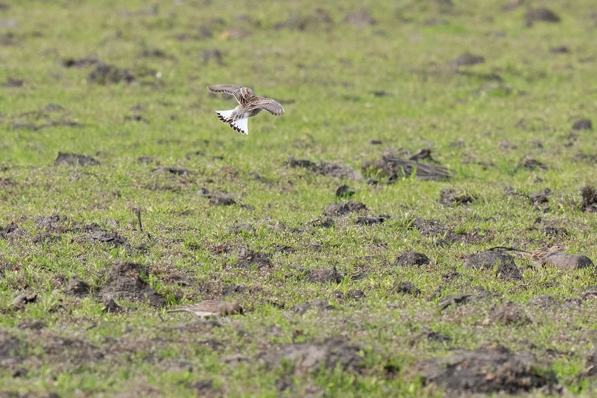 Thick-billed Longspur - ML631344546
