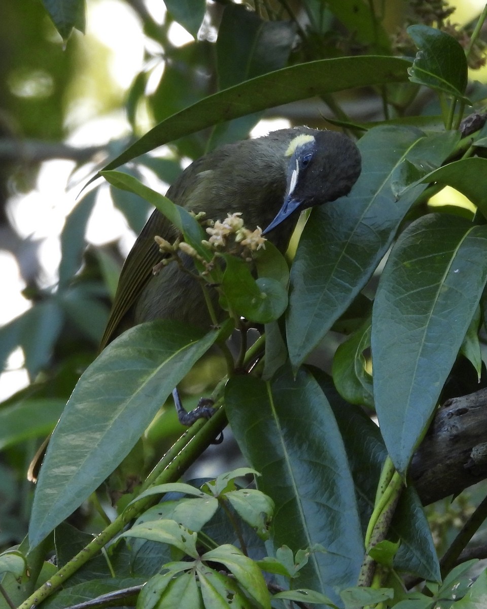 Lewin's Honeyeater - ML631344547