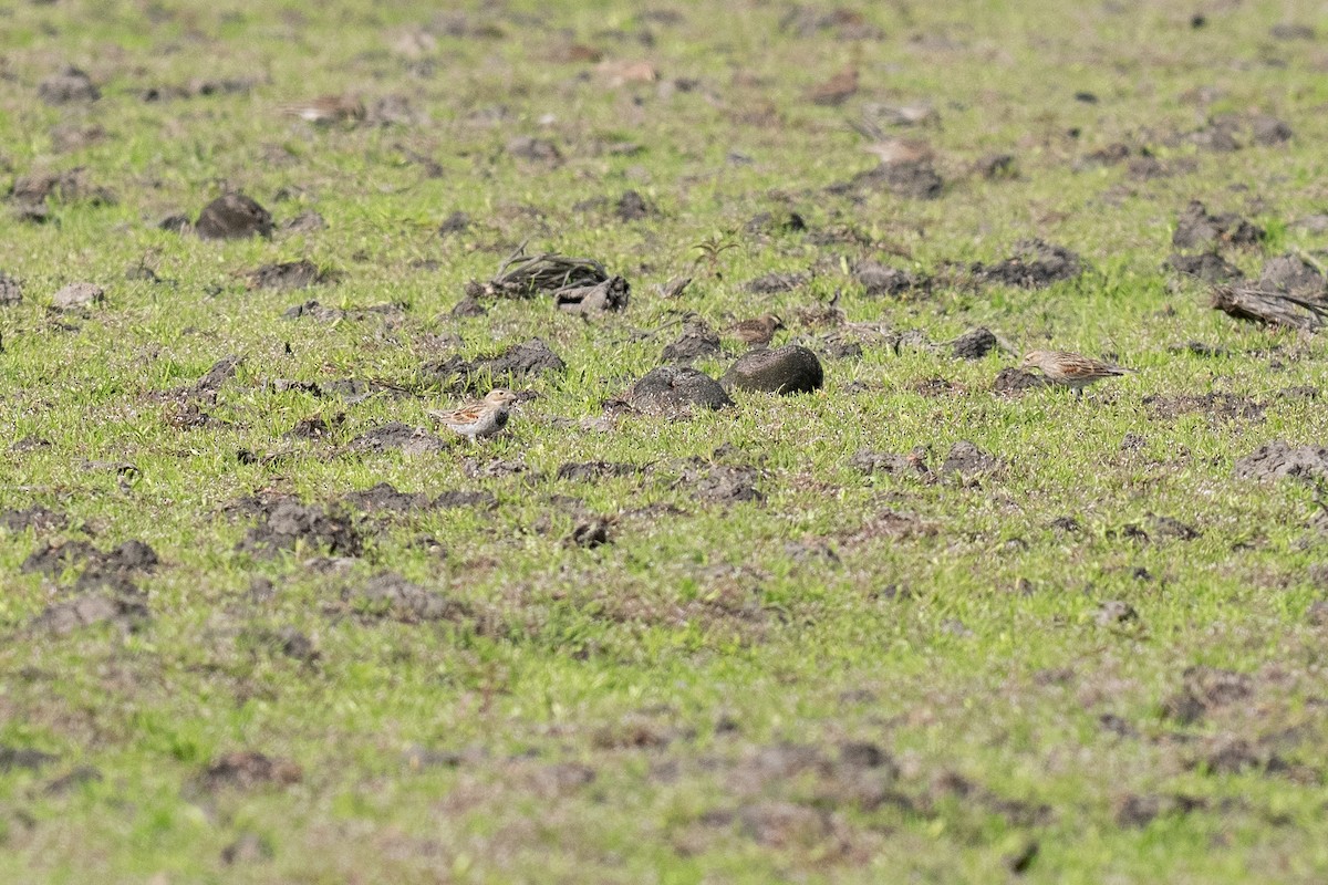 Thick-billed Longspur - ML631344549