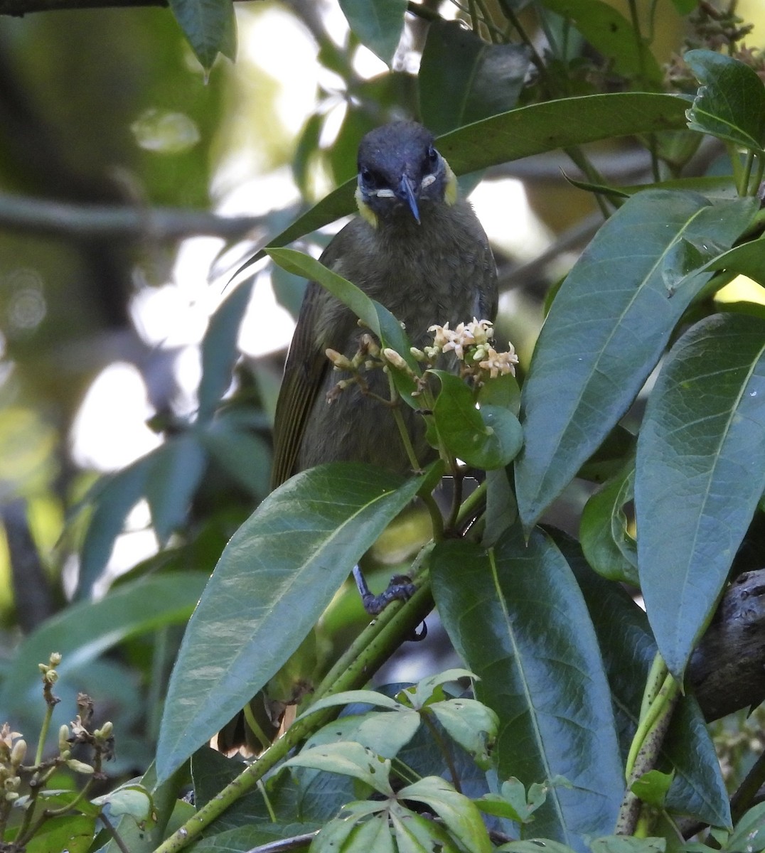 Lewin's Honeyeater - ML631344555