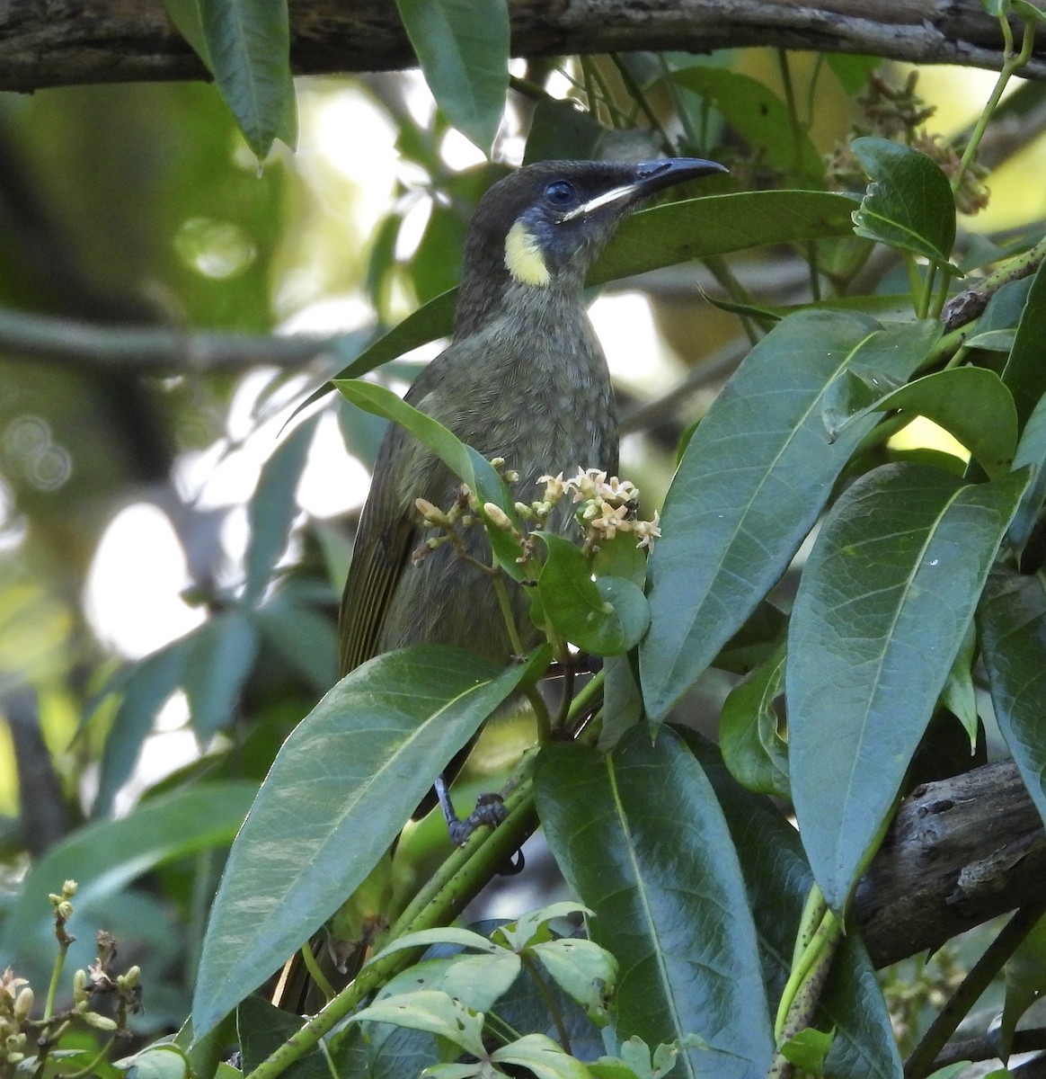 Lewin's Honeyeater - ML631344558