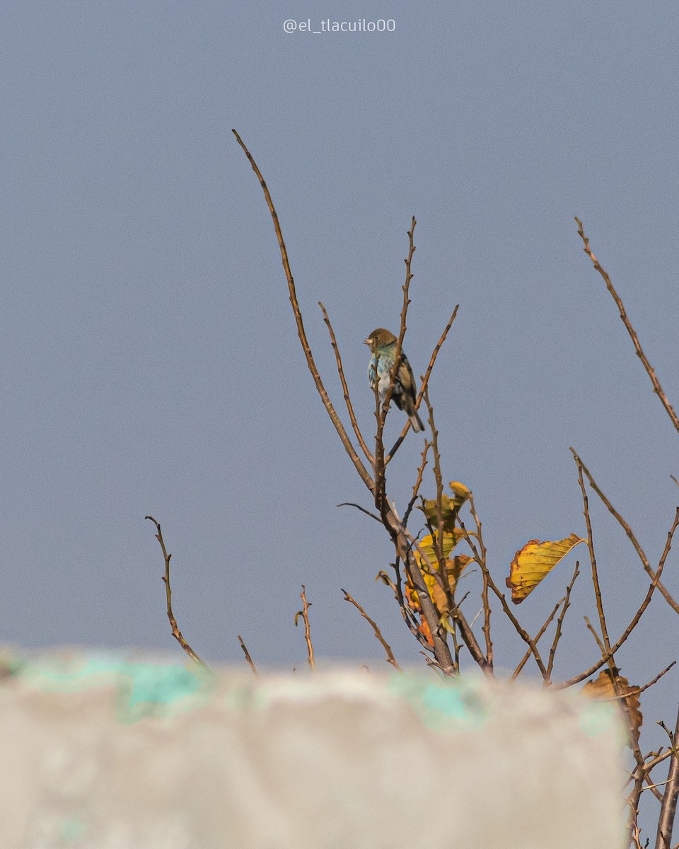 Indigo Bunting - ML631344754