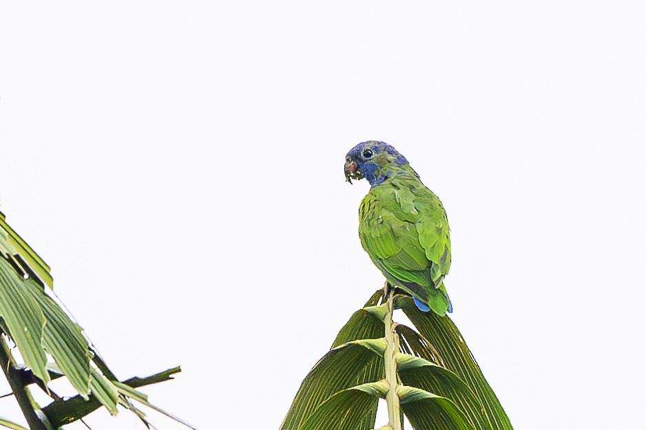 Blue-headed Parrot - ML631344764