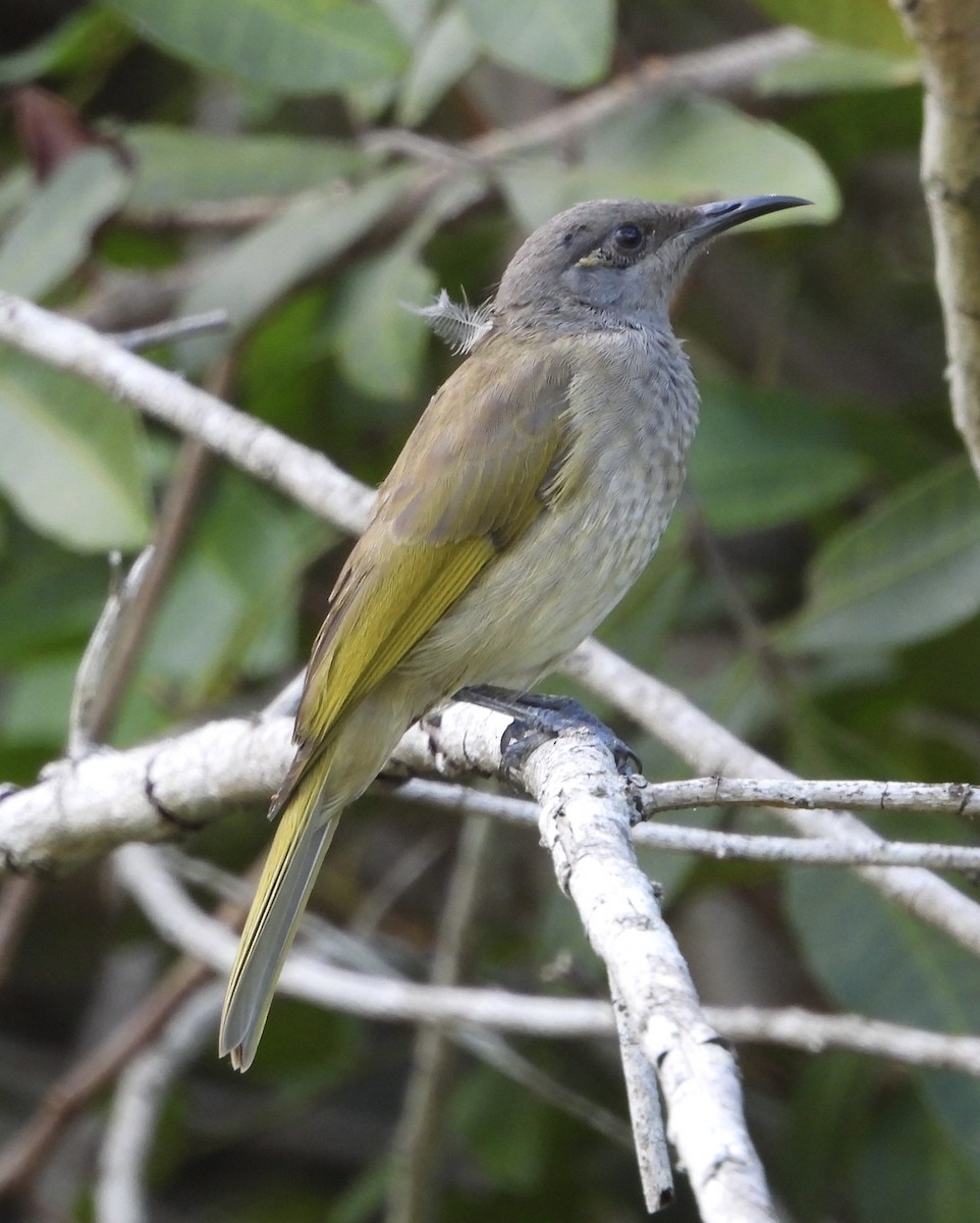 Brown Honeyeater - ML631344787