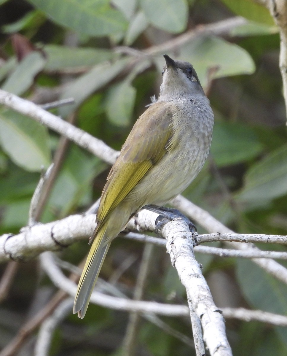 Brown Honeyeater - ML631344797