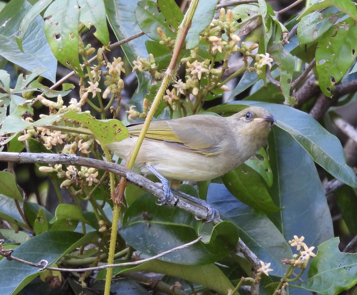 Brown Honeyeater - ML631344806