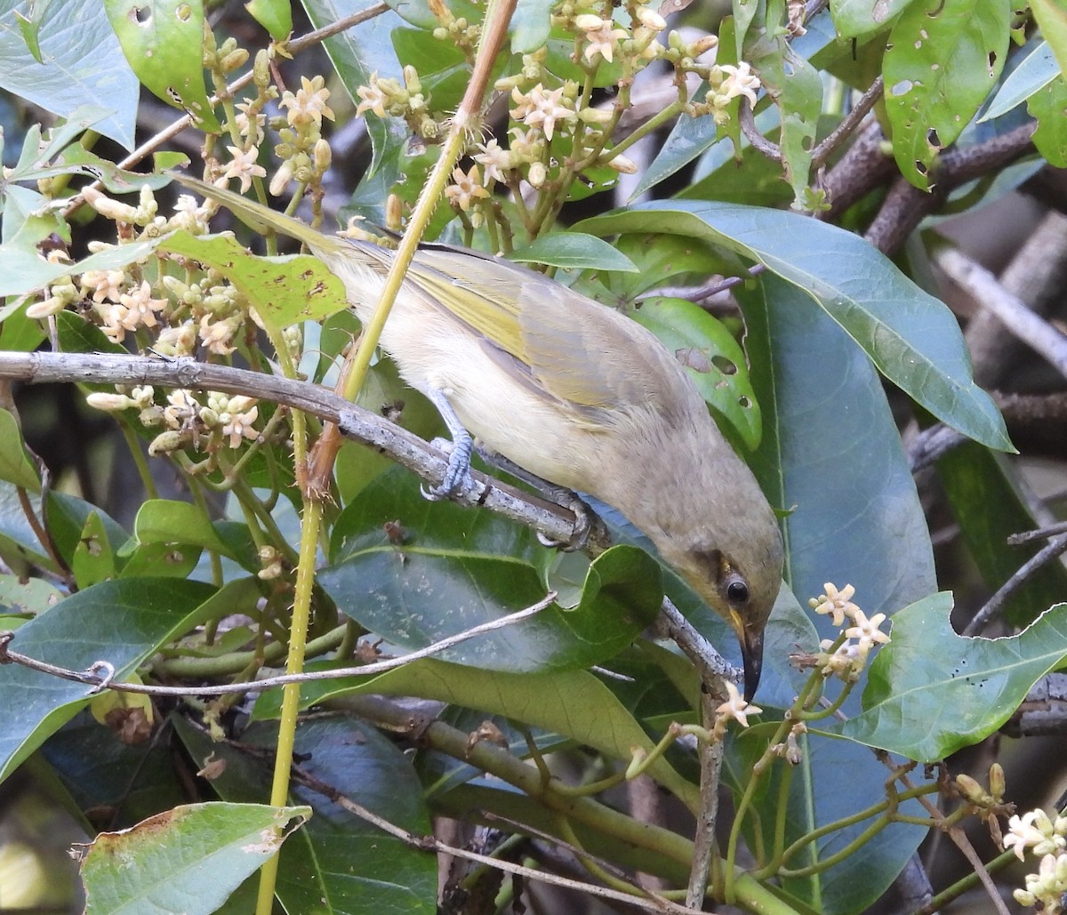 Brown Honeyeater - ML631344809